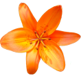 sticker_20960216_28815235