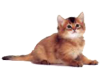 sticker_8987740_31797878