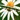 awww a daisy