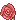 Shusei*s Rose