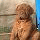 French Bullmastiff