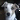 Taz
