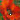 Poppy