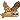 Friendship Owl