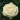 White Rose
