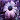 Purple Flower