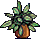 plant @brumi