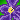 delphinium flower
