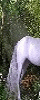 Horses#3