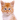 Kitten ~ Orange 1