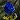 blue rose