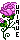 Unique Rose
